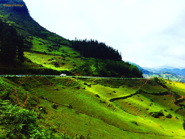 The fabulous Phu Tho tea hills