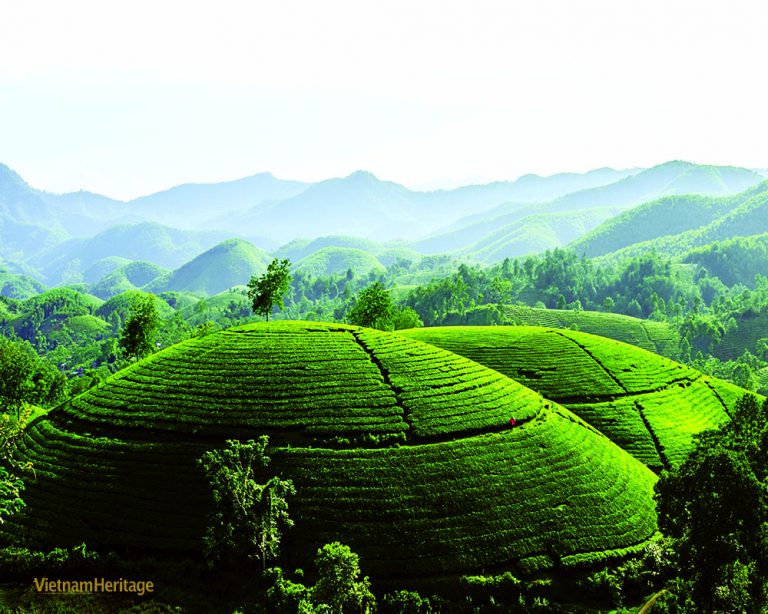 The fabulous Phu Tho tea hills