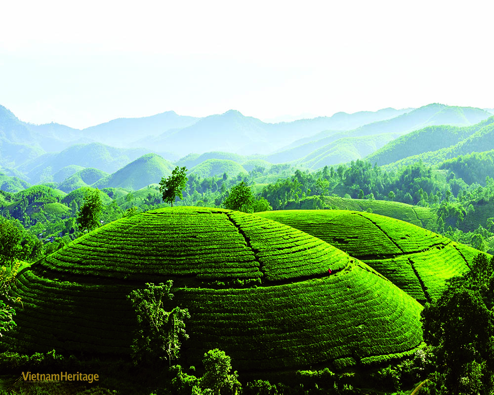 The fabulous Phu Tho tea hills