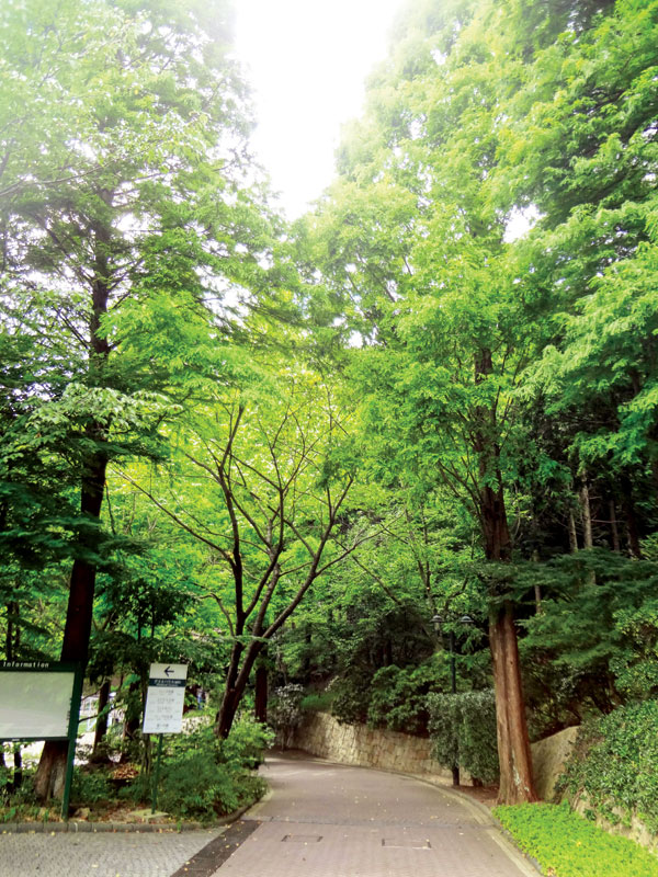 Falling in love with Japan