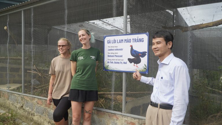 10 Edwards's Pheasants Return to Quang Tri, Opening a New Chapter in the Species' Recovery Journey